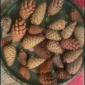 Baby pinecones